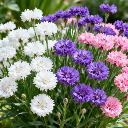 🏆100K+ SOLD! 🌱Premium Cornflower Seeds – The "Unstoppable" Wildflower That Grows Anywhere