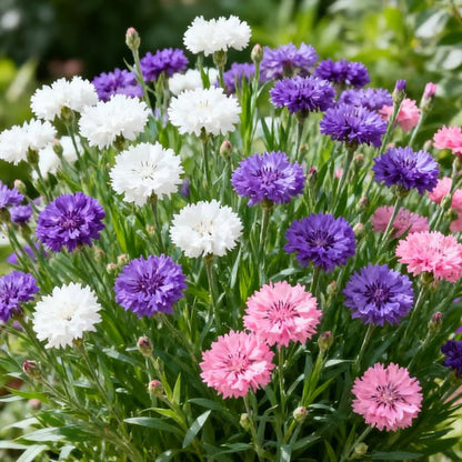 🏆100K+ SOLD! 🌱Premium Cornflower Seeds – The "Unstoppable" Wildflower That Grows Anywhere