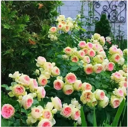 💐Last day clearance💐Heirloom Perennials Climbing Rose Seeds