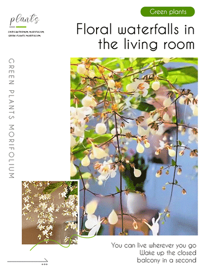 🌸Weeping Jasmine Seeds！