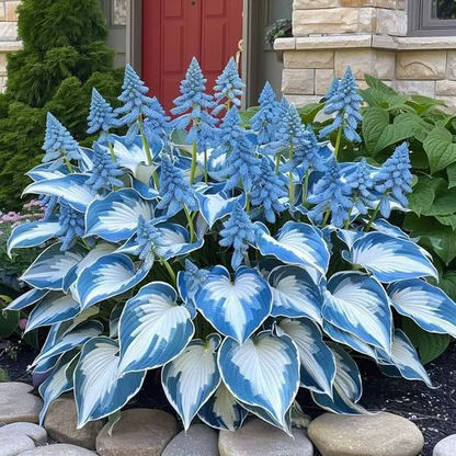 🔥Last day clearance🔥Premium Rare Hosta Seeds🌿Shade-Tolerant Plant