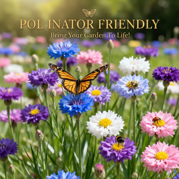 🏆100K+ SOLD! 🌱Premium Cornflower Seeds – The "Unstoppable" Wildflower That Grows Anywhere