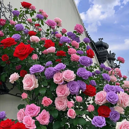 💐Last day clearance💐Heirloom Perennials Climbing Rose Seeds