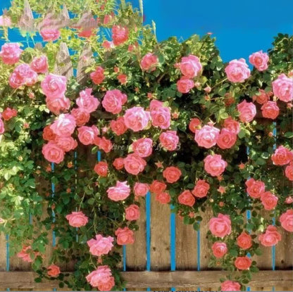 💐Last day clearance💐Heirloom Perennials Climbing Rose Seeds